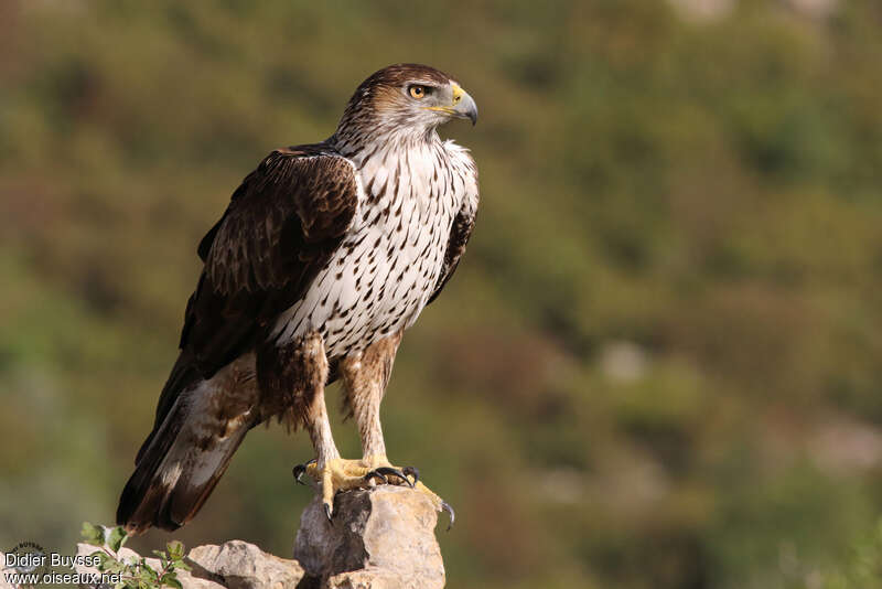 Bonelli's Eagle female adult, identification