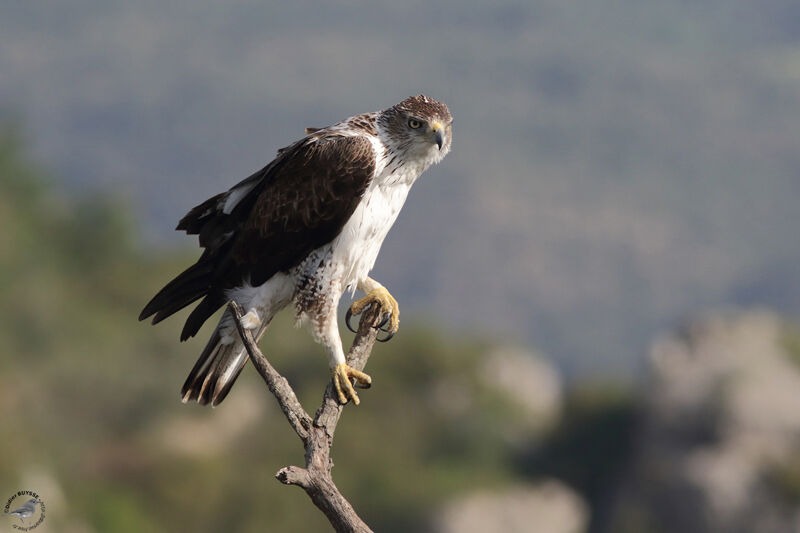 Bonelli's Eagle male adult breeding, identification