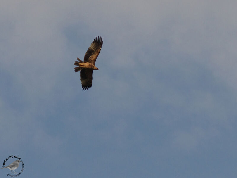 Lesser Spotted Eagleadult, Flight