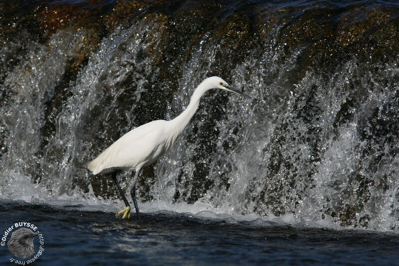 Little Egret, identification, walking, fishing/hunting