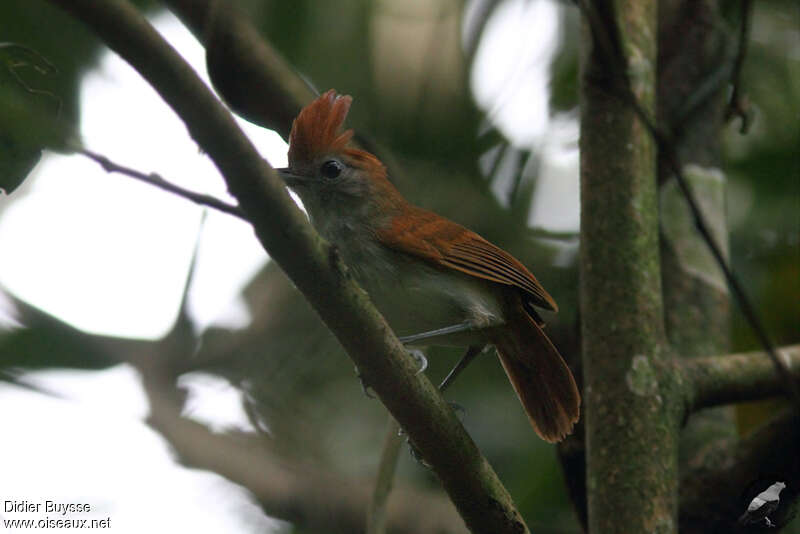 White-lined Antbird female adult, identification