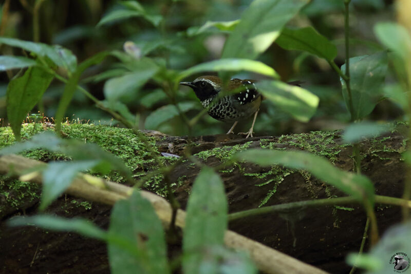 Squamate Antbird male adult breeding