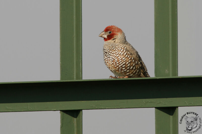 Red-headed Finch male adult, identification