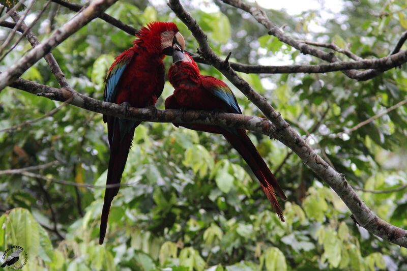Red-and-green Macaw adult, identification, Behaviour