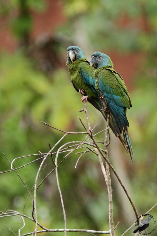 Blue-headed Macaw, identification