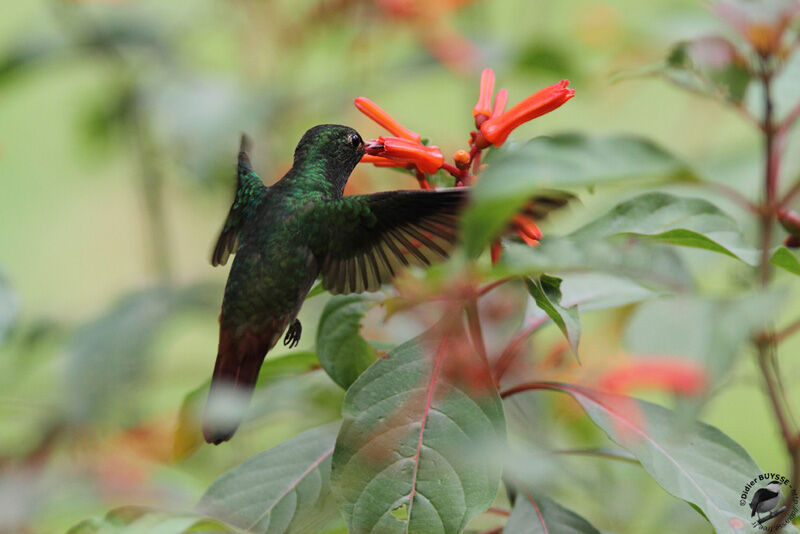 Rufous-tailed Hummingbirdadult, Flight, feeding habits, Behaviour