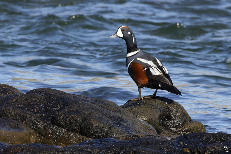 Harlequin Duck male adult