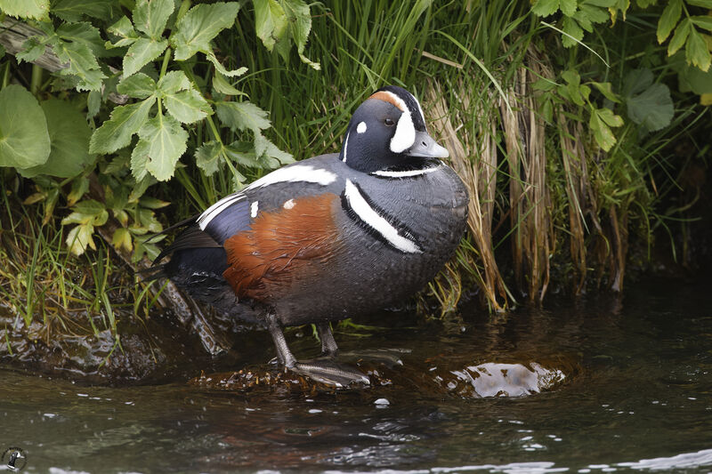 Harlequin Duck male adult