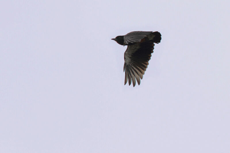Swallow-winged Puffbirdadult, Flight