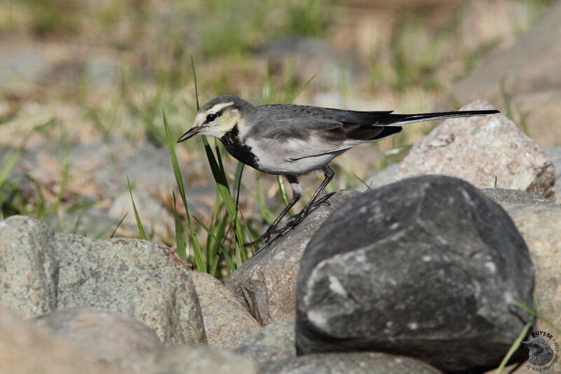 White Wagtail (lugens)immature, identification