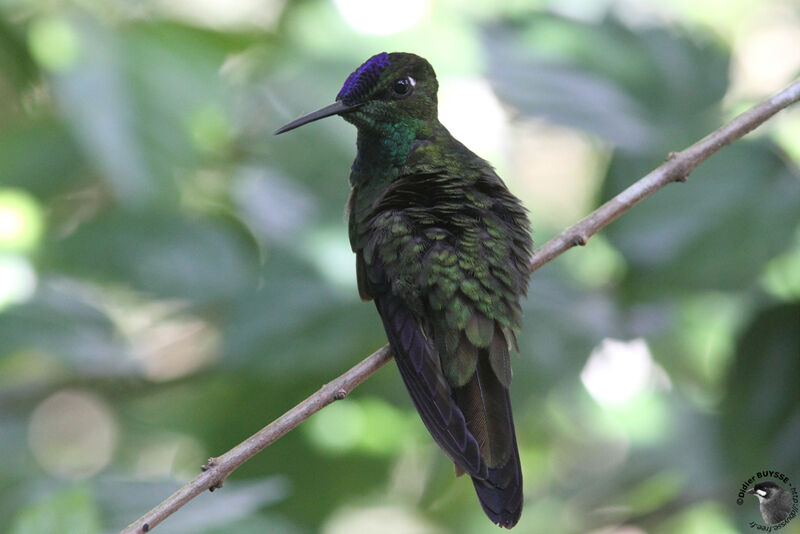 Violet-fronted Brilliant male adult breeding, identification