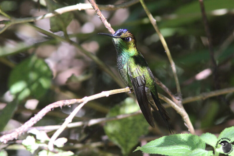 Violet-fronted Brilliant male adult breeding, identification