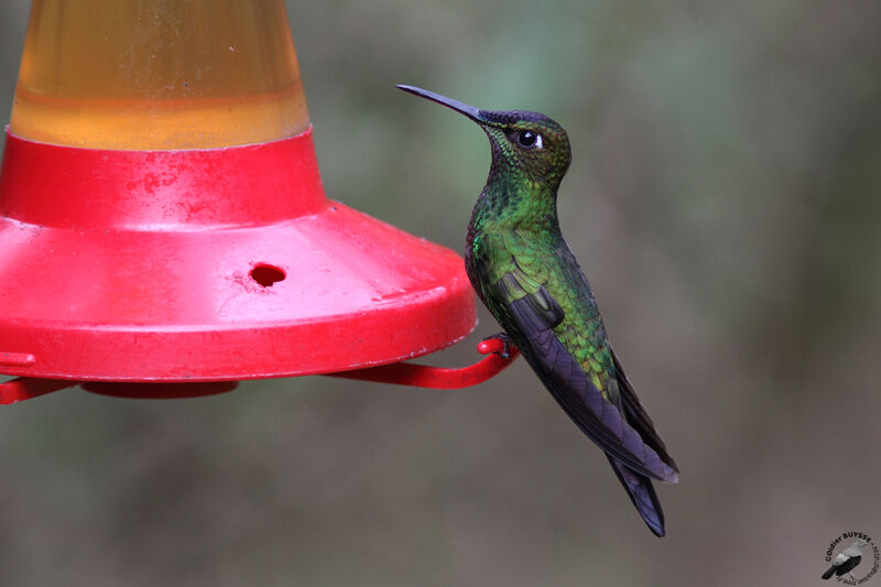 Violet-fronted Brilliant male adult, identification