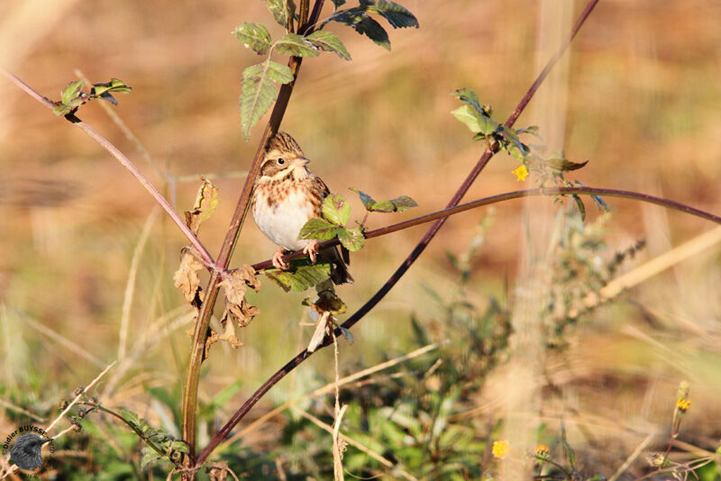 Rustic Bunting female First year, identification