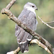Grey-backed Hawk