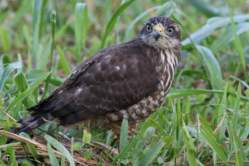 Roadside Hawkjuvenile, identification, close-up portrait