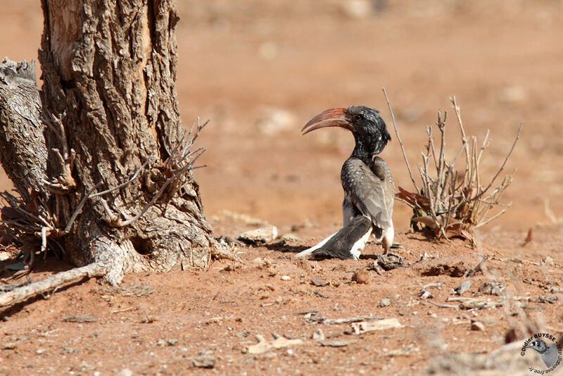 Monteiro's Hornbill male adult, identification