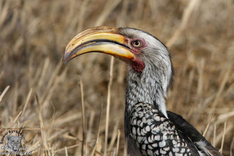 Southern Yellow-billed Hornbill female adult, close-up portrait