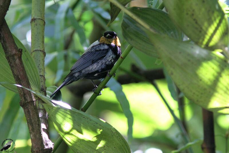 Silver-backed Tanager male adult, identification