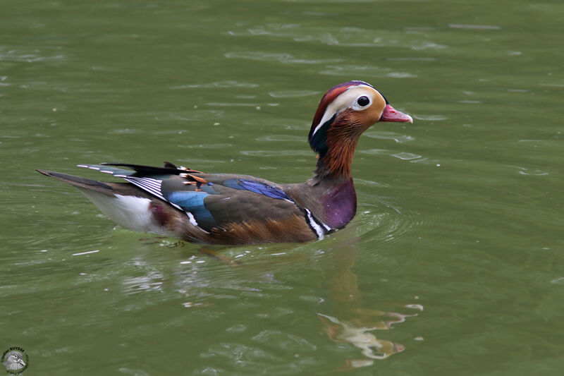 Mandarin Duck male adult, identification, swimming