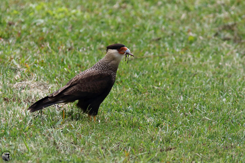 Southern Crested Caracaraadult, identification, walking, eats