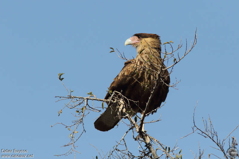 Southern Crested Caracaraimmature, identification