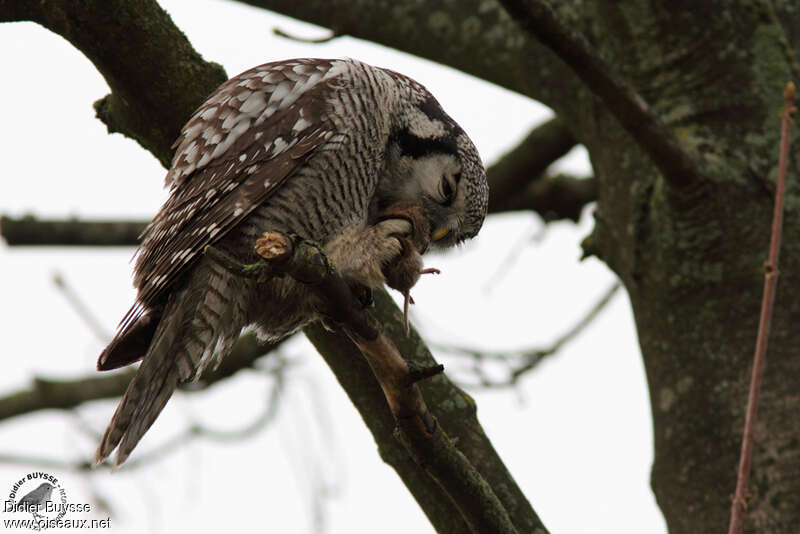 Northern Hawk-Owl, feeding habits, eats