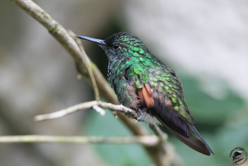 Stripe-tailed Hummingbird male adult, identification