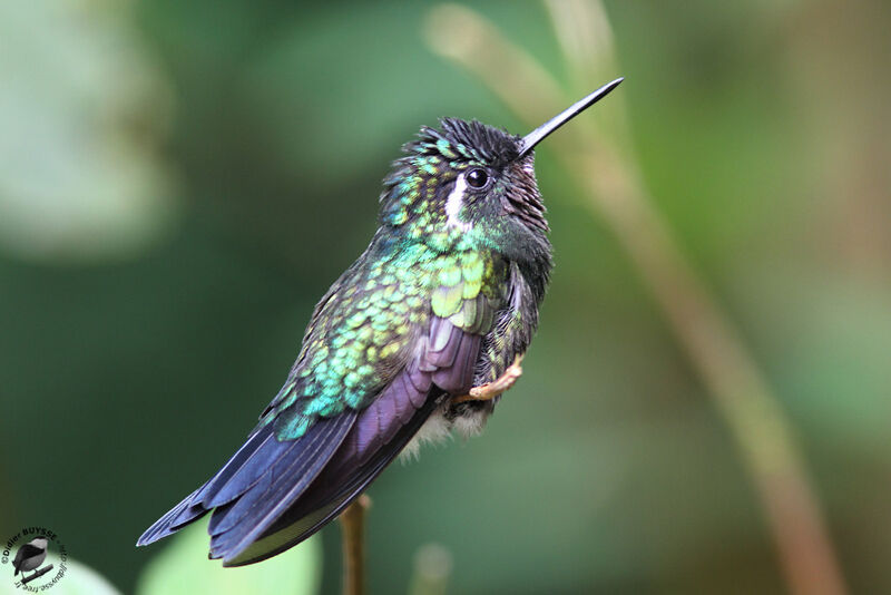 Purple-throated Mountaingem male adult, identification