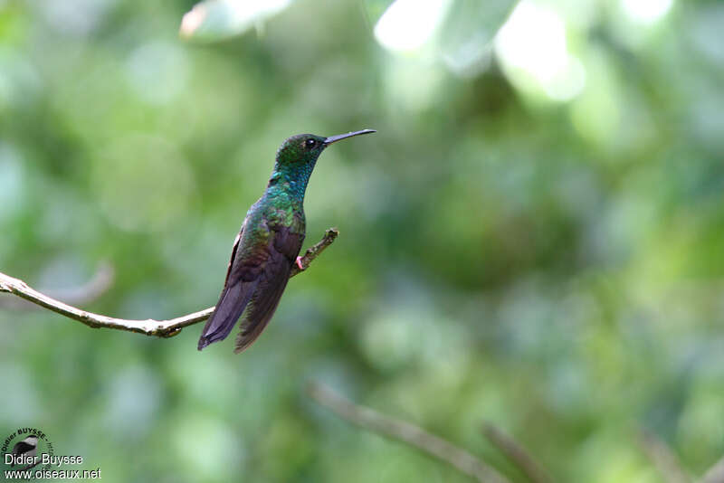 Colibri à queue bronzée mâle adulte nuptial, identification