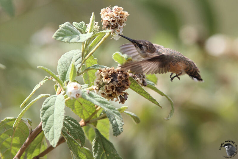 Short-tailed Woodstar female adult, identification, Flight, feeding habits