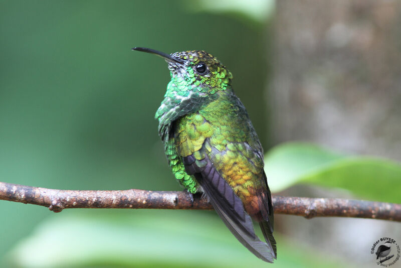 Coppery-headed Emerald male, identification