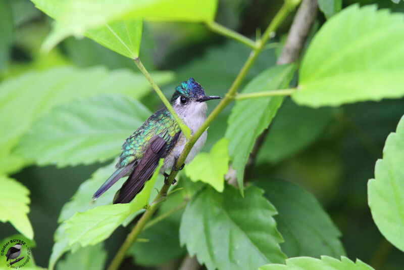 Colibri à tête violette femelle adulte, identification
