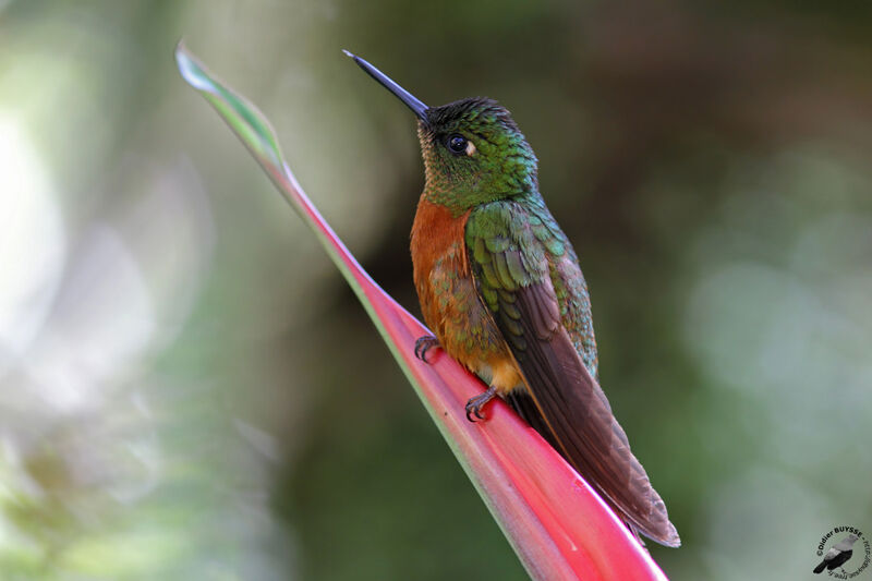 Colibri de Matthewsadulte, identification