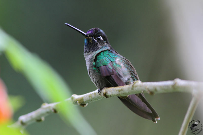 Rivoli's Hummingbird male, identification