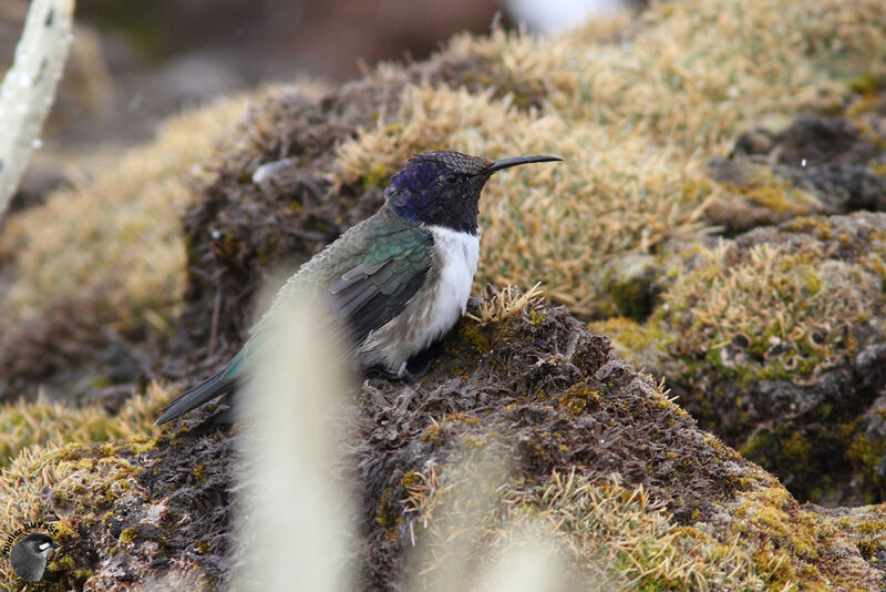 Colibri du Chimborazo mâle adulte, identification