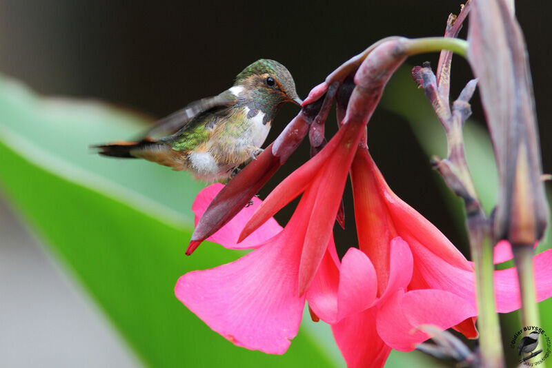 Volcano Hummingbird male adult, identification, feeding habits