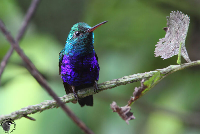 Violet-bellied Hummingbird (feliciana) male adult, identification