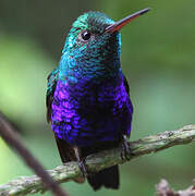 Violet-bellied Hummingbird (feliciana)