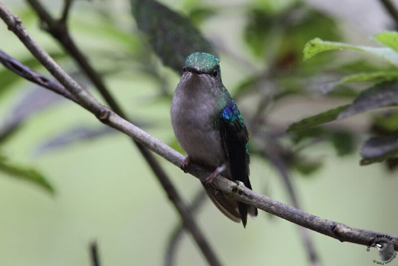 Violet-bellied Hummingbird (feliciana) female adult, identification