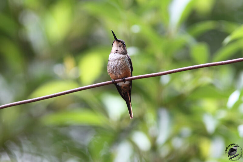 Colibri magenta mâle immature, identification