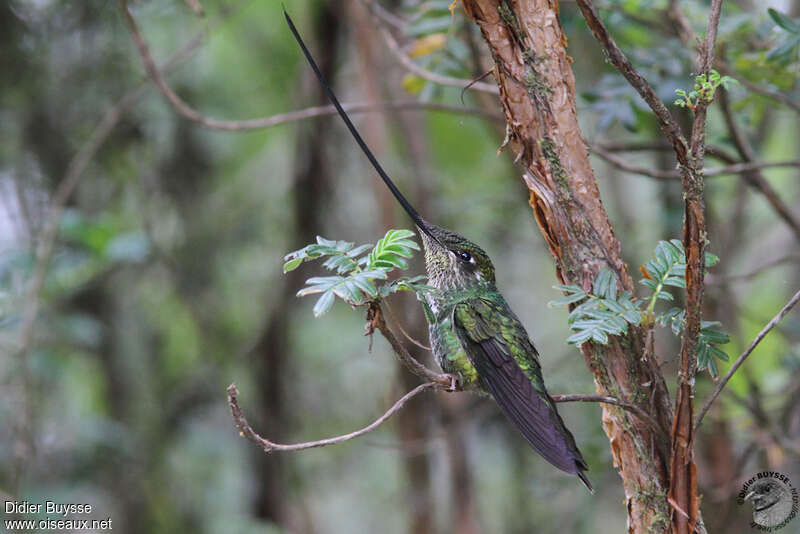 Colibri porte-épée femelle adulte, identification