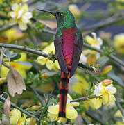 Red-tailed Comet
