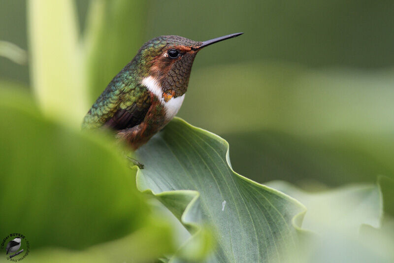 Scintillant Hummingbird male adult, identification