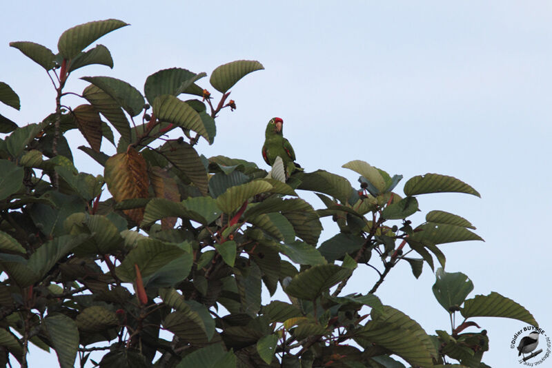 Finsch's Parakeet, identification