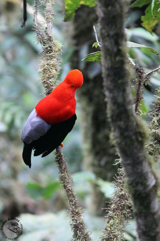 Andean Cock-of-the-rock male adult breeding, identification