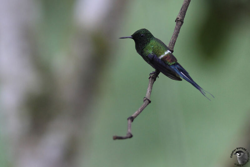 Green Thorntail male adult breeding, identification