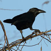 Cuban Palm Crow