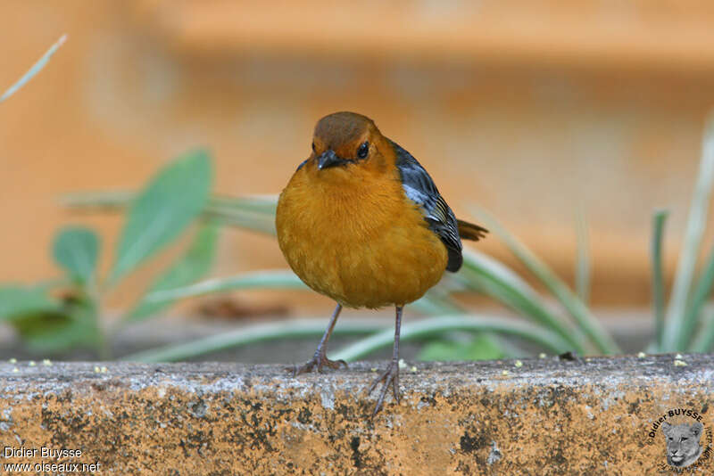 Red-capped Robin-Chatadult