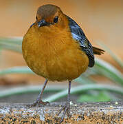 Red-capped Robin-Chat
